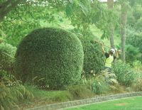 Manicuring Pittosporum Balls at Church Road Winery