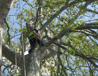 Large Plane Tree at Lindisfarne College