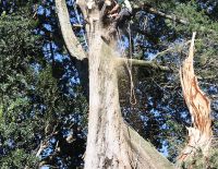 Clearing split limb from large storm damaged Macrocarpa