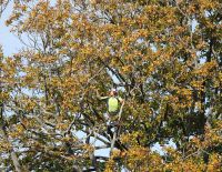 Large Canadian Oak, Lindisfarne College, July 2012