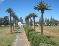 NBHS Palm Pruning