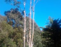 Sectional dismantle of large Eucalypt beside house