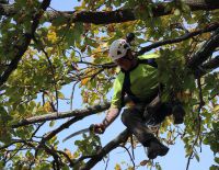 Deadwooding large Canadian Oak at Lindisfarne College