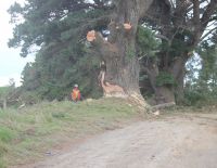 Felling a multi-stemmed pine