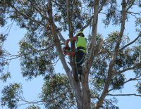 Large Eucalypt Dismantle