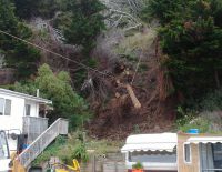 Speedlining storm damaged Macrocarpa