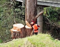 Felling large Pine adjacent to Olrig Bridge