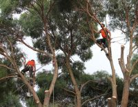 Large Eucalypt Dismantle, Poraite, Feb 2013