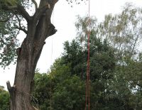 Rigging down large Cotton Poplar, March 2013