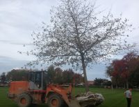 Oak transplant Lindisfarne College April 2013