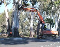 Chatham Road - Removal of 70 large Eucalypt adjacent to school and residential properties