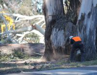 Chatham Road Gums March 2014