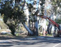 Chatham Road Gums March 2014