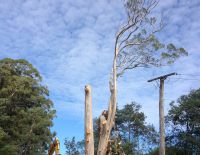 Section Dismantle of Enormous Eucalyptus for rural client, Patoka, April 2014