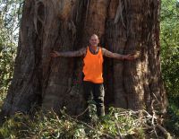 Yet another big Eucalypt