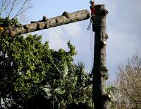 Pine x2 Dismantle, photos by Warren Buckland HB Today