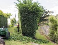 Hedge Trimming During 1