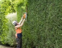 Hedge Trimming