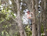 Oak Dismantle