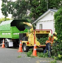 Greenscene takes cares of all your trees